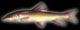 BRZANKA