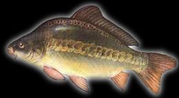 KARP