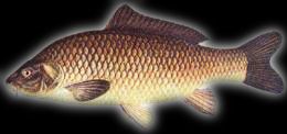 KARP (SAZAN)